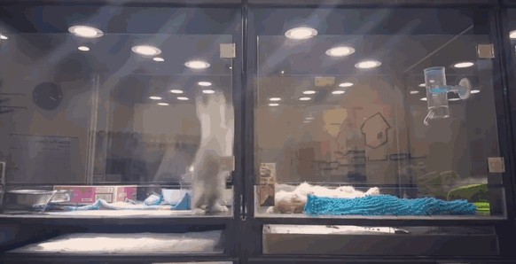 외로워하는 강아지친구를 위해서 담넘는 아가냥이..크흡ㅠㅠb | 인스티즈