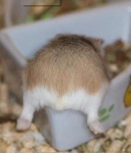 내 심장폭행 최애 동물은? 강쥐 vs 고양이 vs 그외 | 인스티즈