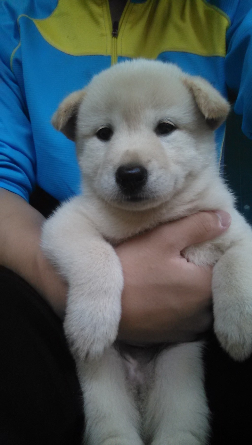 내 심장폭행 최애 동물은? 강쥐 vs 고양이 vs 그외 | 인스티즈