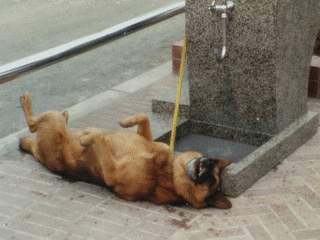 남미의 흔한 여가수 직캠.swf | 인스티즈