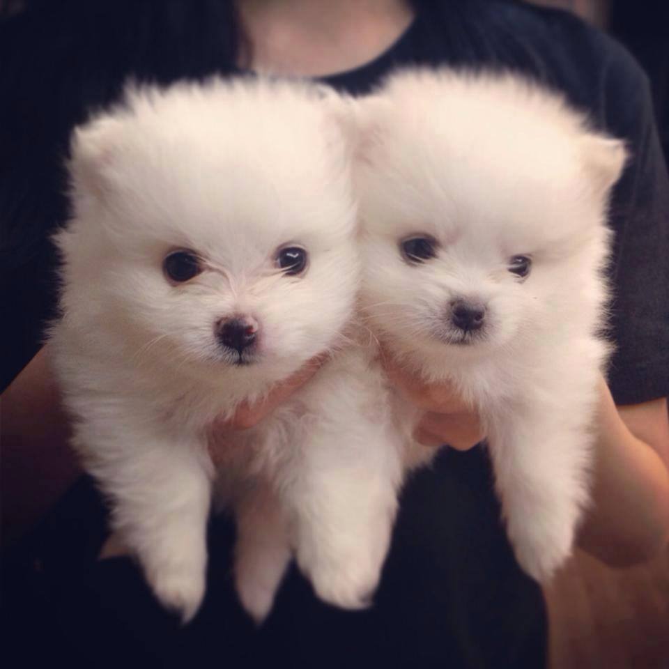 내 심장폭행 최애 동물은? 강쥐 vs 고양이 vs 그외 | 인스티즈