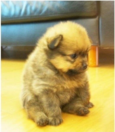 내 심장폭행 최애 동물은? 강쥐 vs 고양이 vs 그외 | 인스티즈