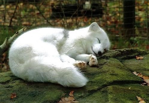 내 심장폭행 최애 동물은? 강쥐 vs 고양이 vs 그외 | 인스티즈