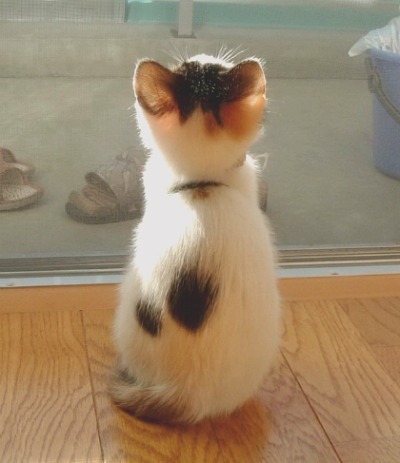 내 심장폭행 최애 동물은? 강쥐 vs 고양이 vs 그외 | 인스티즈