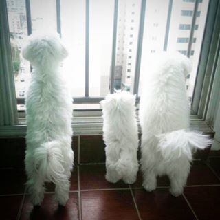 내 심장폭행 최애 동물은? 강쥐 vs 고양이 vs 그외 | 인스티즈