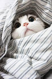 내 심장폭행 최애 동물은? 강쥐 vs 고양이 vs 그외 | 인스티즈