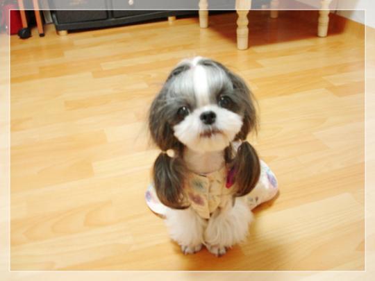 내 심장폭행 최애 동물은? 강쥐 vs 고양이 vs 그외 | 인스티즈