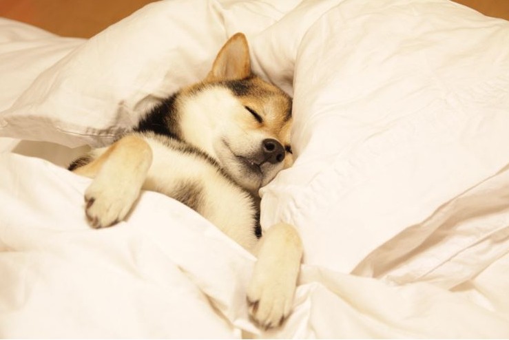 내 심장폭행 최애 동물은? 강쥐 vs 고양이 vs 그외 | 인스티즈