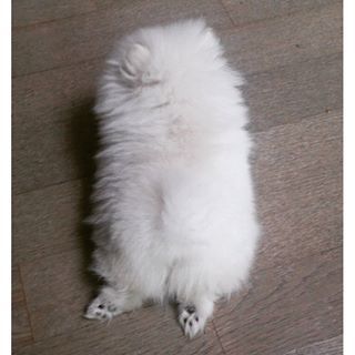 내 심장폭행 최애 동물은? 강쥐 vs 고양이 vs 그외 | 인스티즈