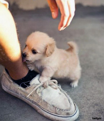 내 심장폭행 최애 동물은? 강쥐 vs 고양이 vs 그외 | 인스티즈