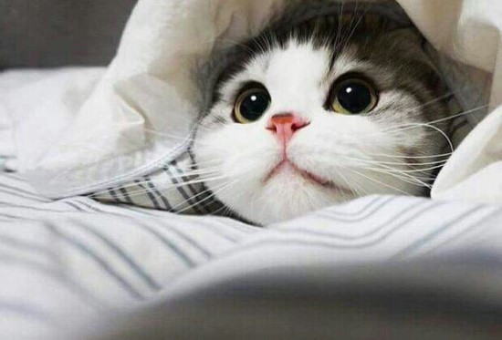 내 심장폭행 최애 동물은? 강쥐 vs 고양이 vs 그외 | 인스티즈