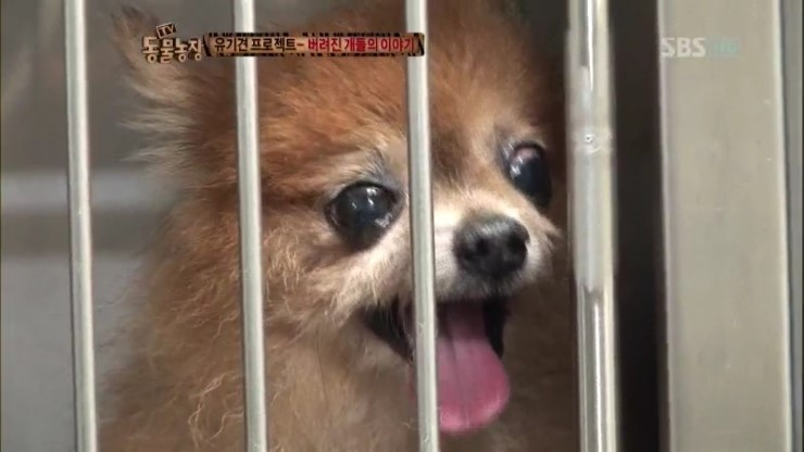 제발 키우는 강아지를 버리지 말자...... | 인스티즈