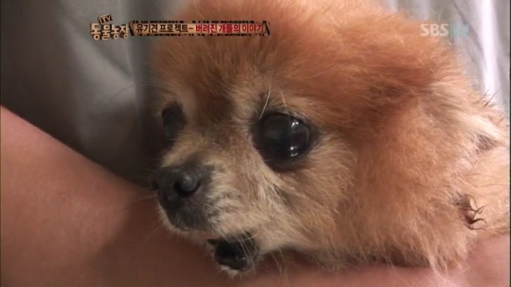 제발 키우는 강아지를 버리지 말자...... | 인스티즈