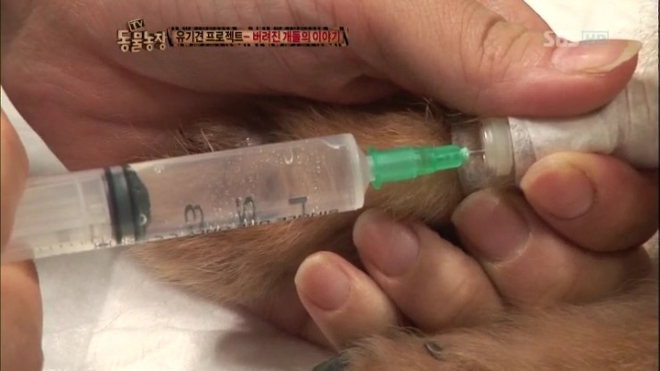 제발 키우는 강아지를 버리지 말자...... | 인스티즈