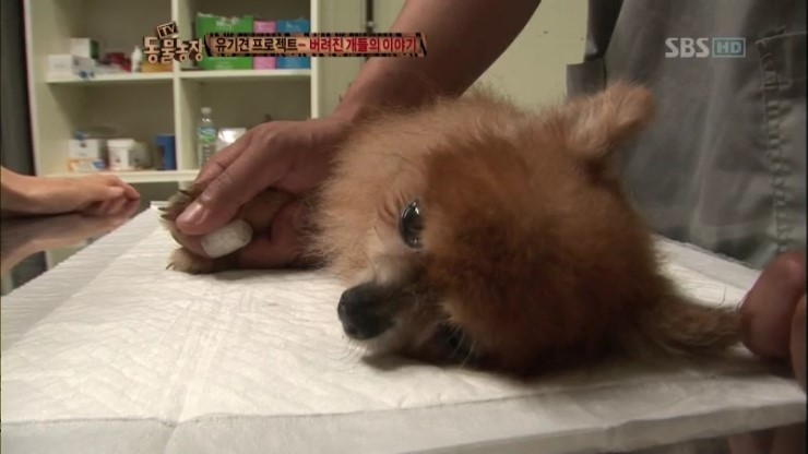 제발 키우는 강아지를 버리지 말자...... | 인스티즈