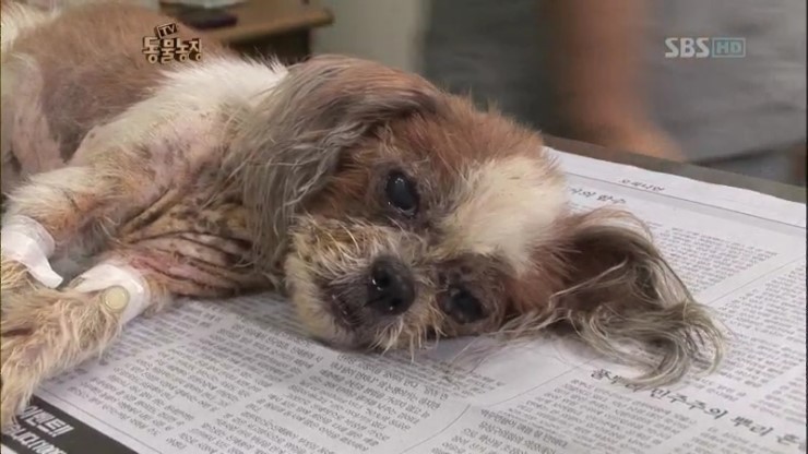 제발 키우는 강아지를 버리지 말자...... | 인스티즈