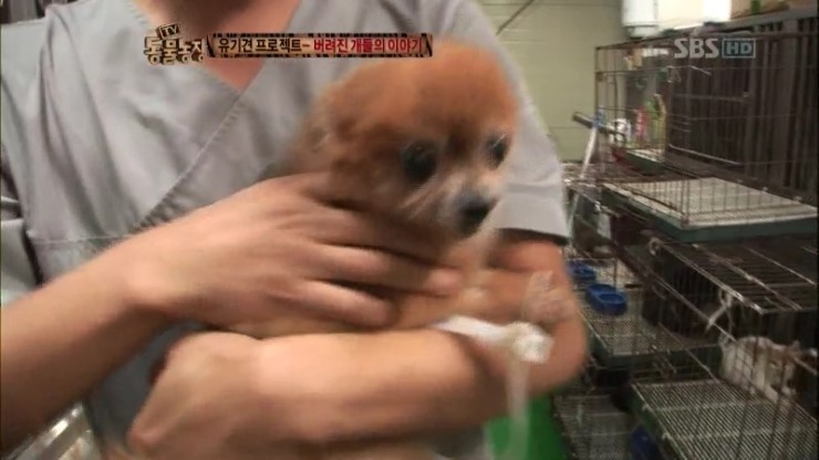 제발 키우는 강아지를 버리지 말자...... | 인스티즈