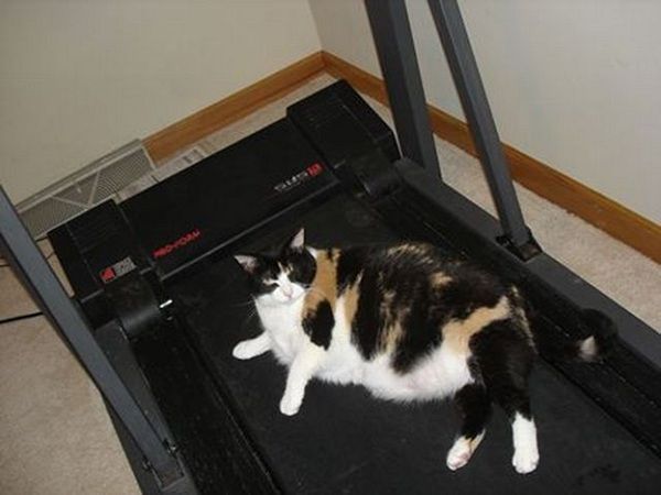 집사가 운동기구를 사도 못쓰는 이유 | 인스티즈