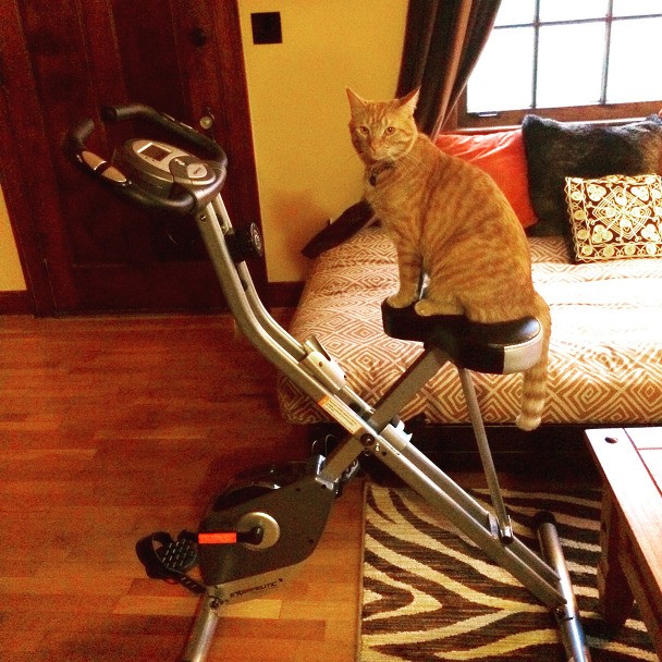 집사가 운동기구를 사도 못쓰는 이유 | 인스티즈