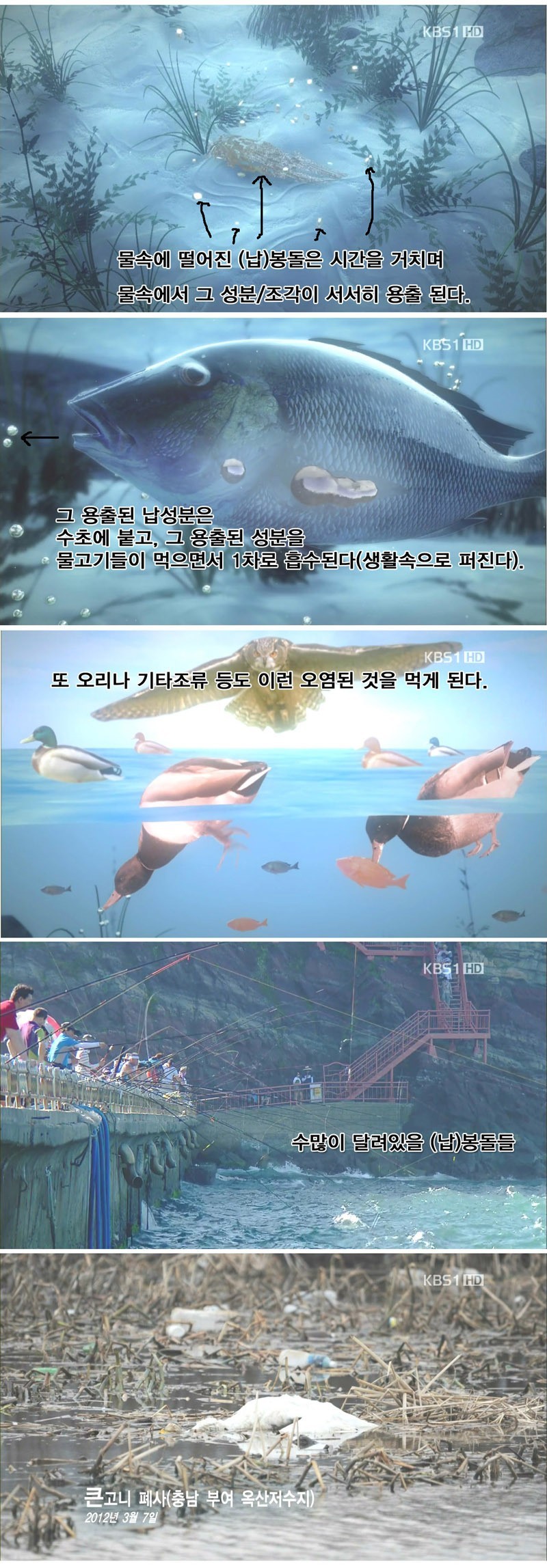 낚시가 세상을 조용히 납중독으로 만들고 있다 | 인스티즈