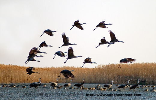 순천만의 위엄.jpg | 인스티즈
