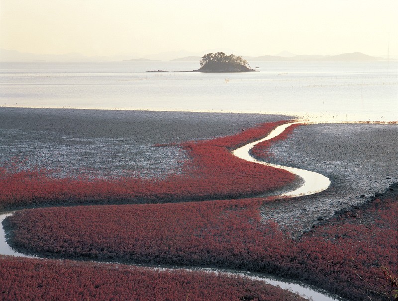 순천만의 위엄.jpg | 인스티즈