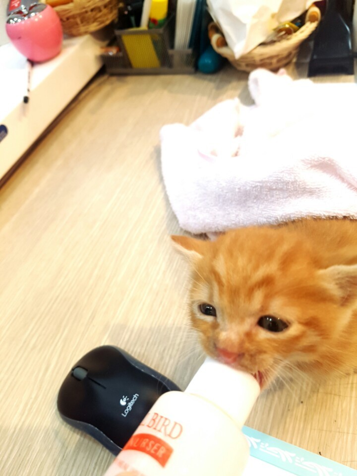 아기냥이의 우유먹는모습 | 인스티즈