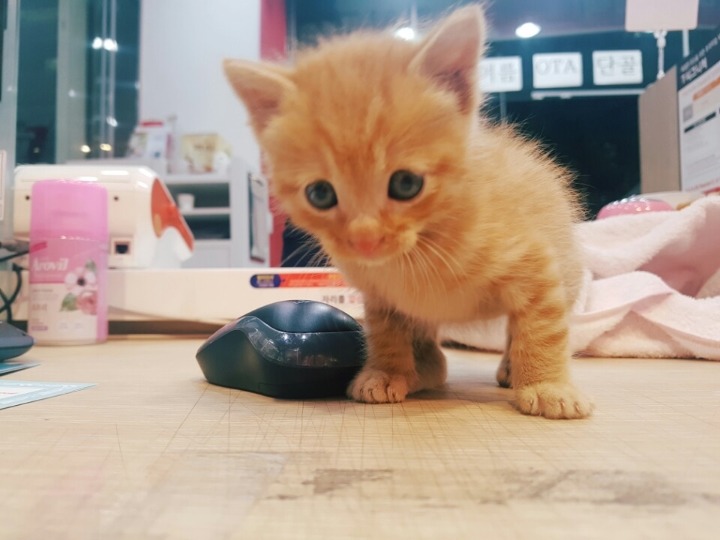 아기냥이의 우유먹는모습 | 인스티즈