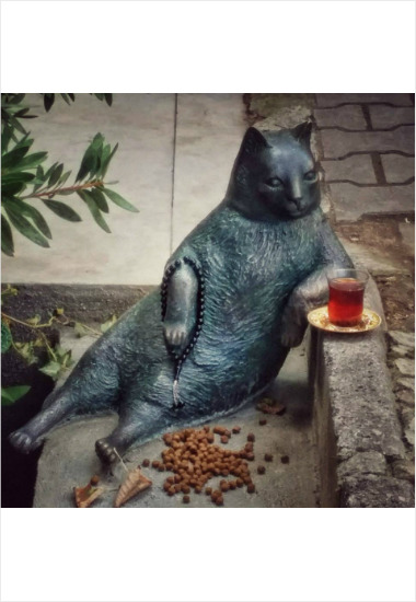 이 뚱냥이를 기억하시나요?(근황) | 인스티즈