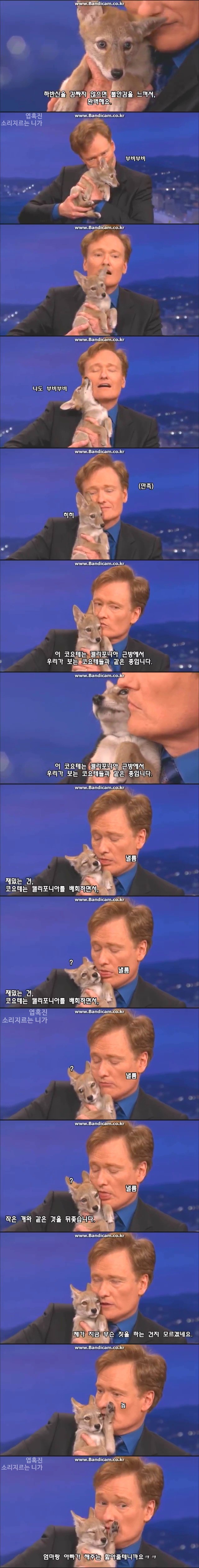 코난쇼] 코난 오브라이언 - 새끼 코요테 / 분노의 낙타 | 인스티즈