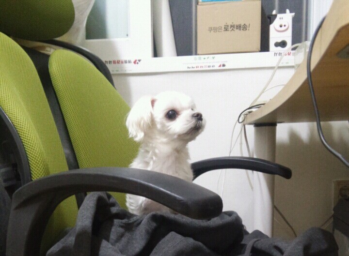 박근혜 성대모사 (티비플) | 인스티즈