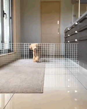 날아라 푸드리~! | 인스티즈