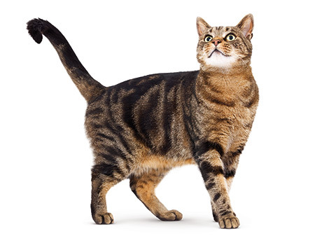 생선 먹는 고양이 | 인스티즈