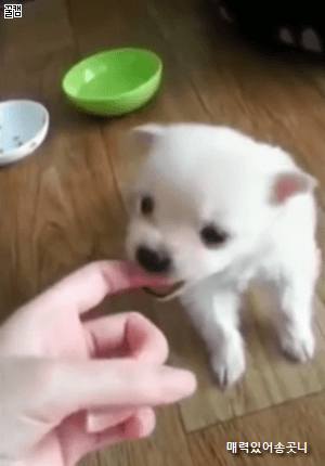 아야 하니까 멈춘 강아지.gif | 인스티즈