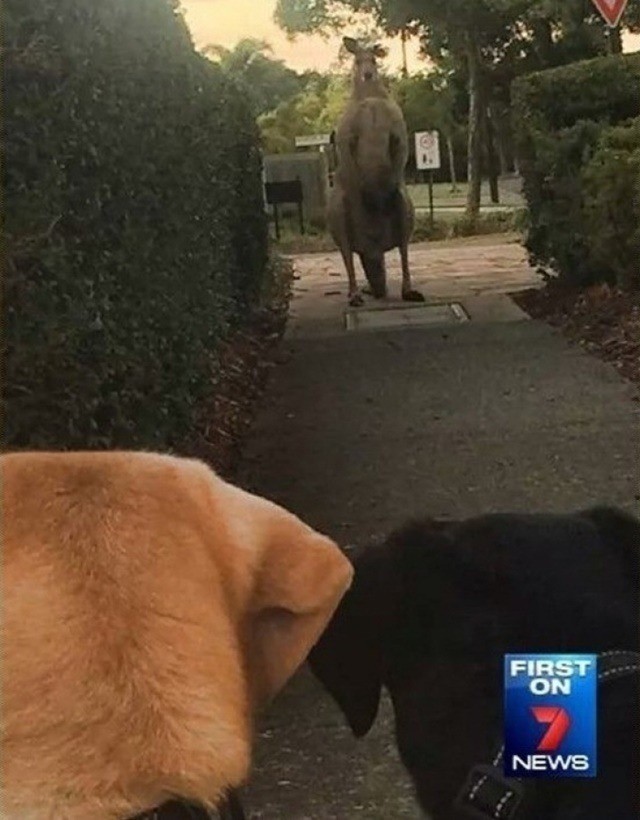 캥거루 죽빵 갈기는 외국인 성님 | 인스티즈
