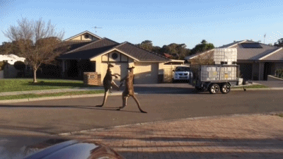 캥거루 죽빵 갈기는 외국인 성님 | 인스티즈