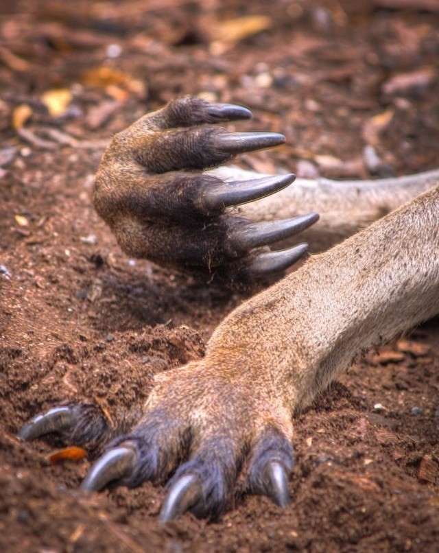 캥거루 vs 도사견.swf | 인스티즈