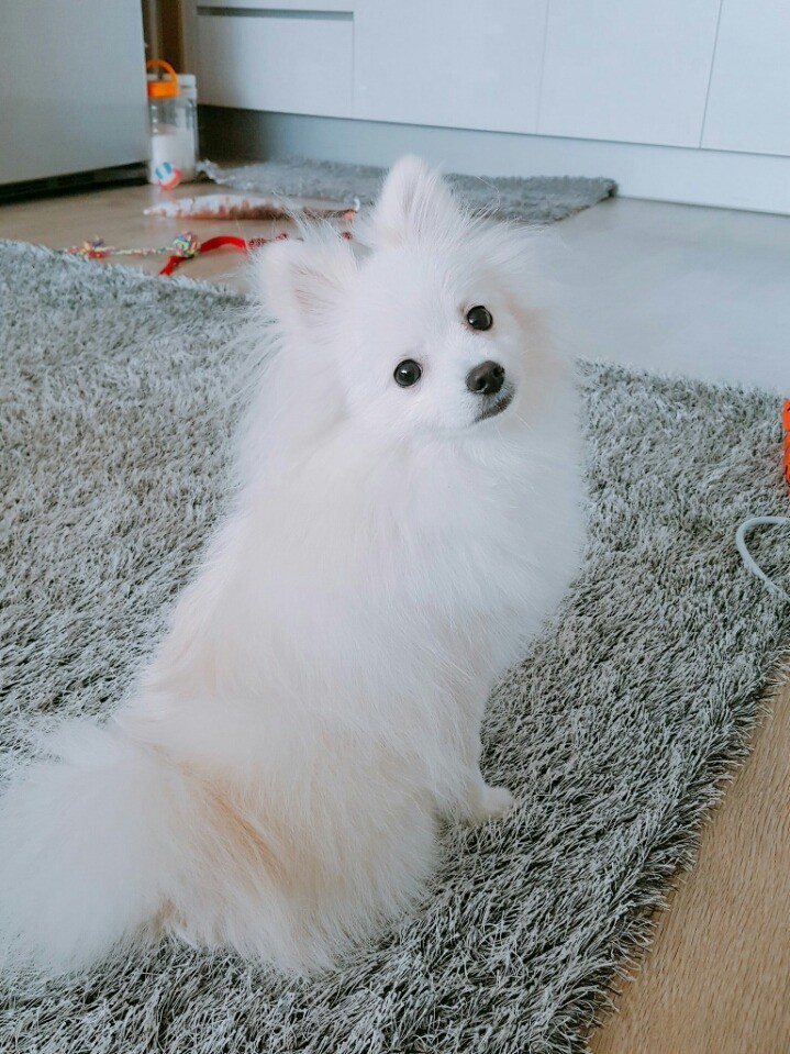 강아지키우는사람이 컴 제대로못하는이유 | 인스티즈