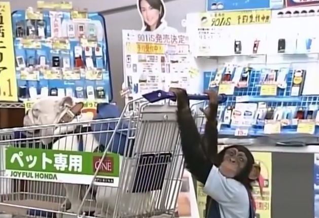 만약 원숭이와 강아지가 심부름으로 쇼핑을 다녀온다면? 2 | 인스티즈