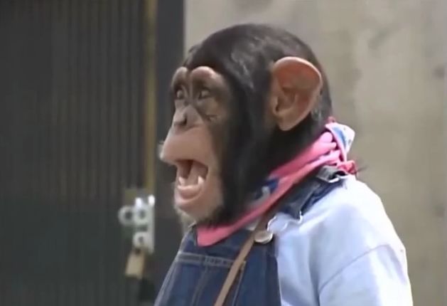 만약 원숭이와 강아지가 심부름으로 쇼핑을 다녀온다면? 1 | 인스티즈