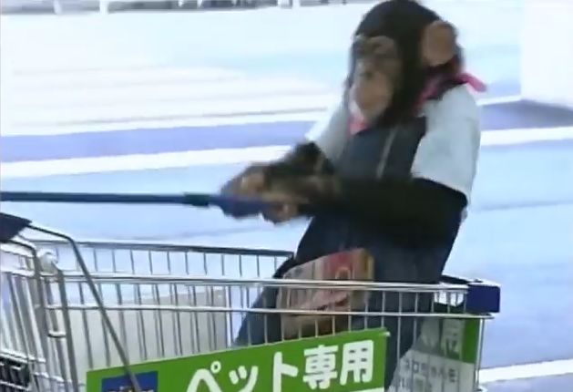 만약 원숭이와 강아지가 심부름으로 쇼핑을 다녀온다면? 1 | 인스티즈