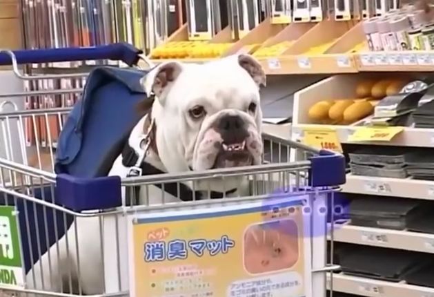 만약 원숭이와 강아지가 심부름으로 쇼핑을 다녀온다면? 2 | 인스티즈