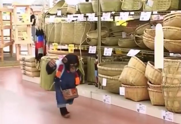 만약 원숭이와 강아지가 심부름으로 쇼핑을 다녀온다면? 2 | 인스티즈