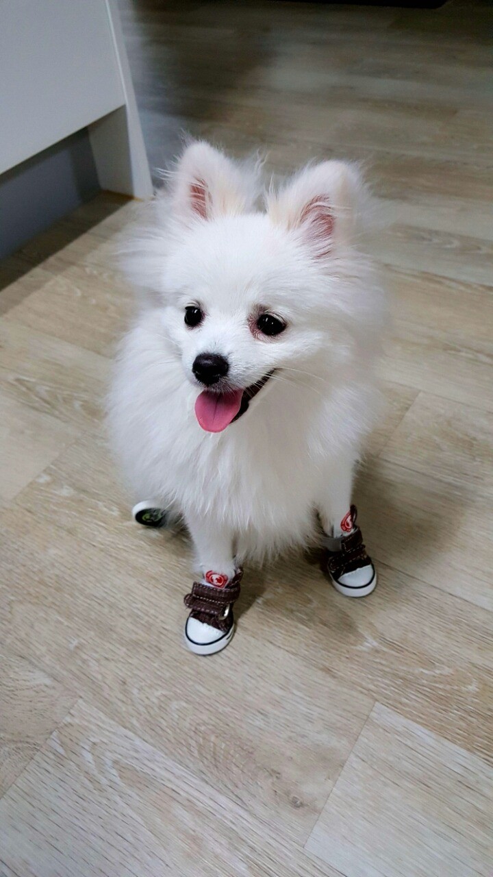 강아지키우는사람이 컴 제대로못하는이유 | 인스티즈