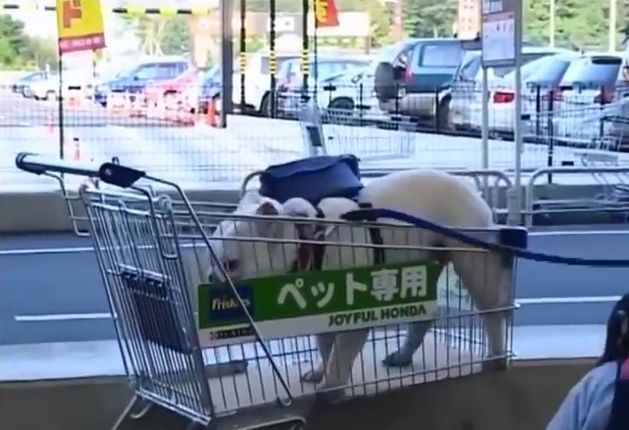 만약 원숭이와 강아지가 심부름으로 쇼핑을 다녀온다면? 1 | 인스티즈