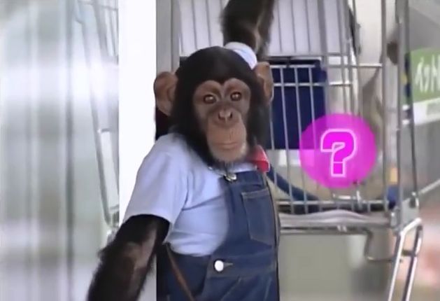 만약 원숭이와 강아지가 심부름으로 쇼핑을 다녀온다면? 2 | 인스티즈