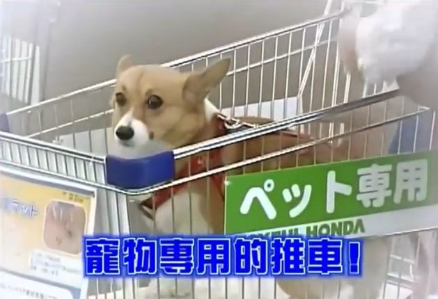 만약 원숭이와 강아지가 심부름으로 쇼핑을 다녀온다면? 1 | 인스티즈