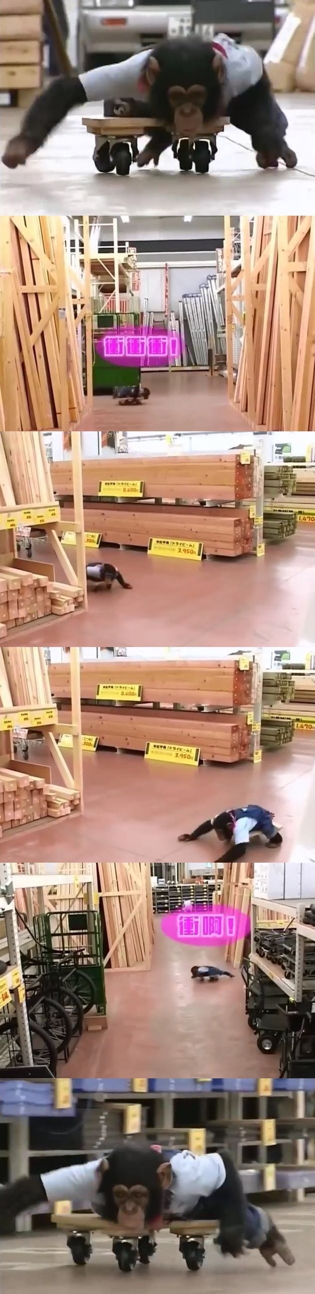 만약 원숭이와 강아지가 심부름으로 쇼핑을 다녀온다면? 2 | 인스티즈