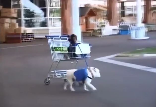 만약 원숭이와 강아지가 심부름으로 쇼핑을 다녀온다면? 1 | 인스티즈