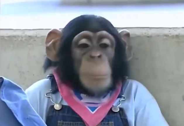 만약 원숭이와 강아지가 심부름으로 쇼핑을 다녀온다면? 1 | 인스티즈